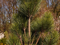Pinus nigra Piramidalis IMG_3902 Sosna czarna